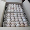 /product-detail/fresh-farm-chicken-brown-eggs-white-eggs-eu-62004437727.html