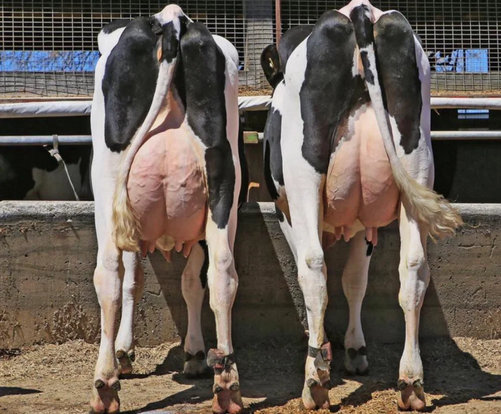 En vivo de alta calidad de las vacas lecheras y embarazada Holstein novillas vacas para venta