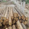 PINE Wood logs Birch Wood Logs Spruce Wood Logs