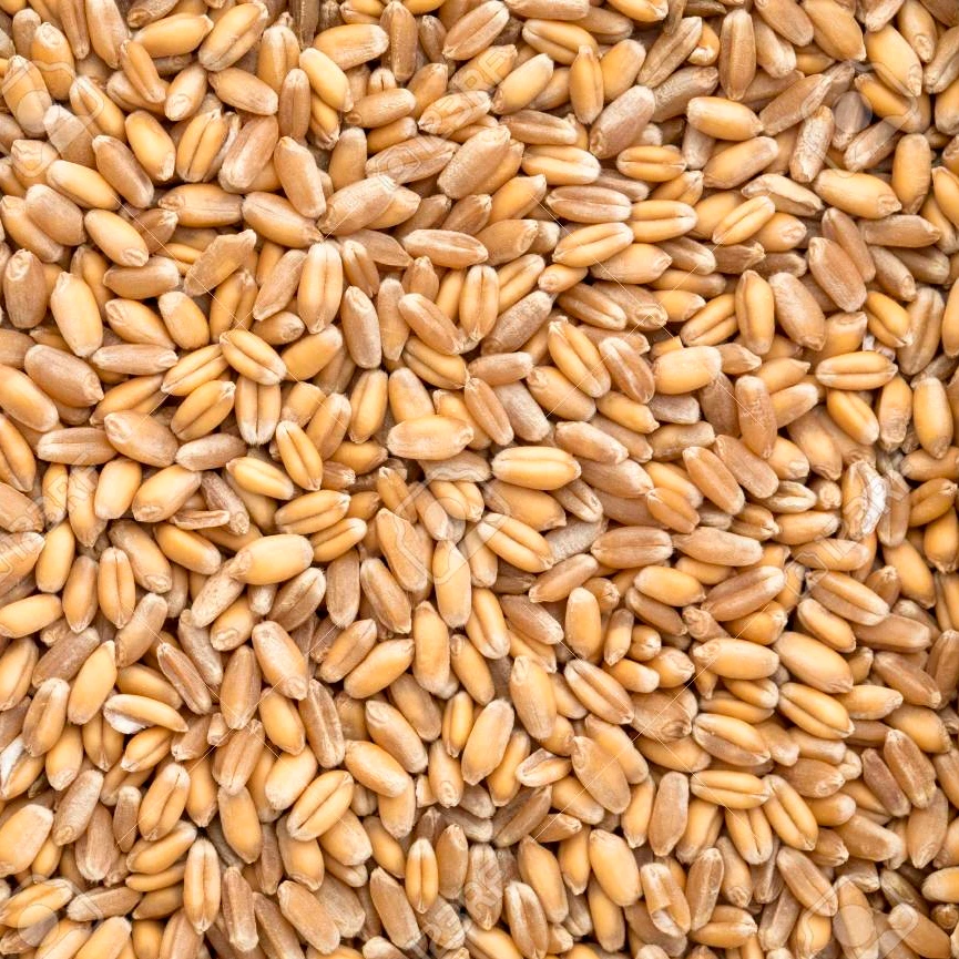 Barato trigo duro rojo de invierno fabricantes directos