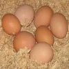 /product-detail/premium-farm-fresh-chicken-table-eggs-brown-and-white-62004601467.html