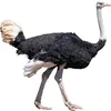 /product-detail/live-ostrich-birds-red-and-black-neck-ostrich-chicks-62004735250.html