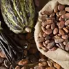 Buy Top Quality West African Roasted Cocoa Beans From Cameroon/Best Quality Grade A Cocoa Beans for Sale/.