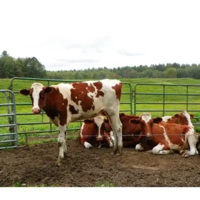 Calidad en directo las vacas lecheras y embarazada Holstein novillas vacas disponibles para la venta