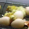 LOHMANN and Sussex layer hatching eggs