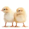 /product-detail/broiler-day-old-chicks-for-sale-commercial-broiler-chicks-ross308-cobb500-hubbard-62005527535.html