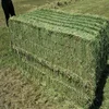 Animal Feeding Stuff Alfalfa ,hay for sale at cheap price