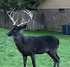 Live Pure breed Black Deer /Fallow deer /Spotted deer