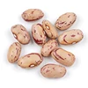 Buy 2018 new crop Xinjiang Oval Round type pinto light speckled kidney bean cranberries beans price.