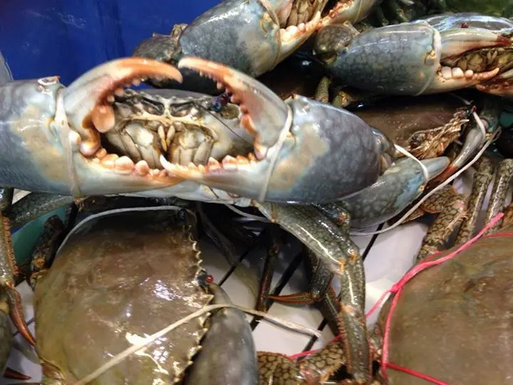 Image result for fresh mud crab