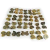 27 pcs ! Picture Ammonite Fossil Pair 100 gms, Gems for Jewellery IG0711