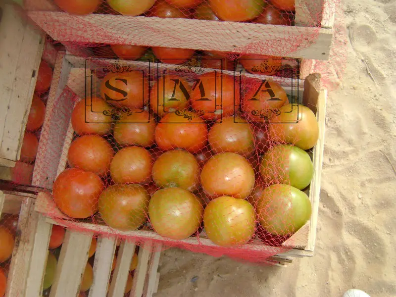 tomato plum