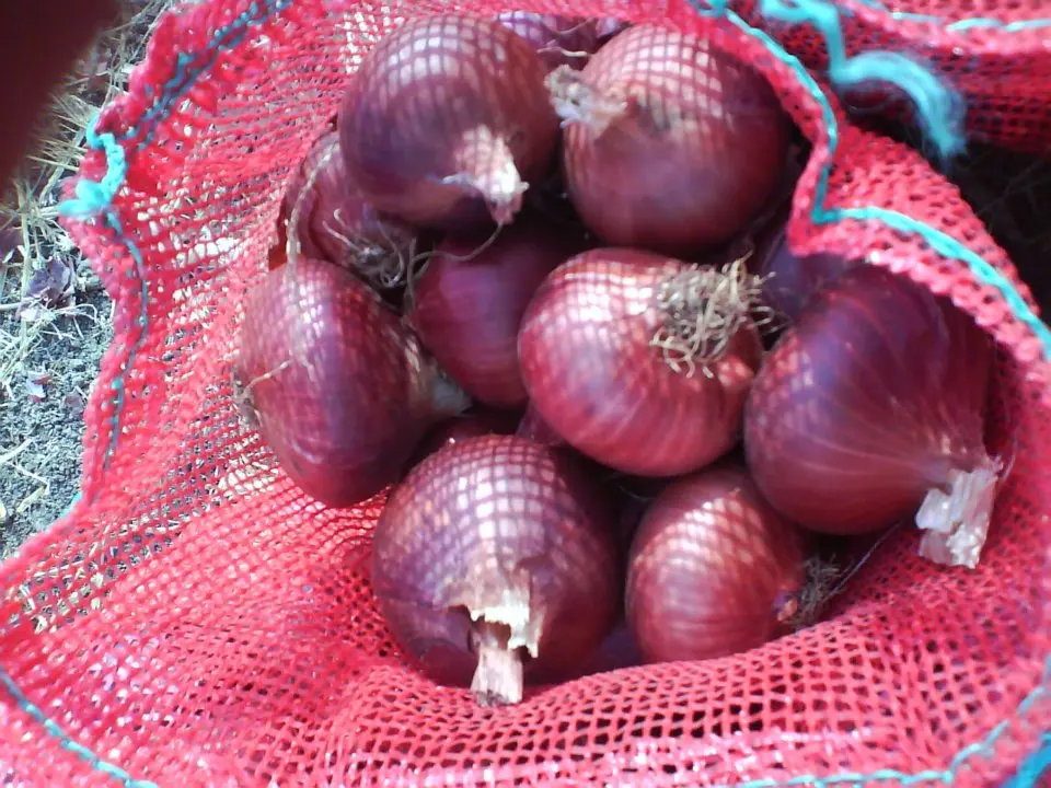 fresh egyptian onion high quality A