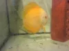 High Quality Discus Fish Breeder and Exporter from Malaysia