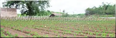 Green Mung Bean, Mung Beans Myanmar