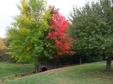 ORGANIC TURF STIMULANT (concentrate)