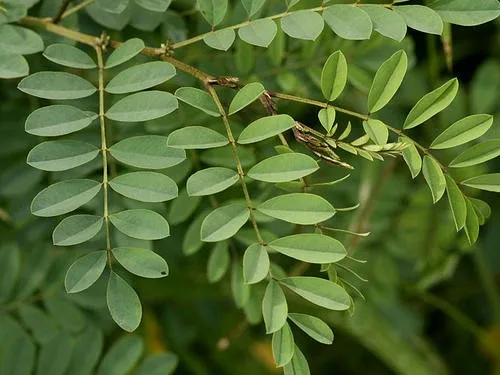 Indigo Leaves