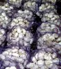 /product-detail/fresh-organic-garlic-50028236922.html