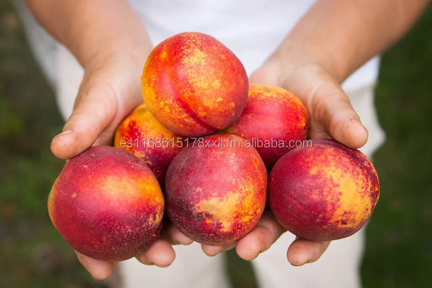 fresh stone fruits