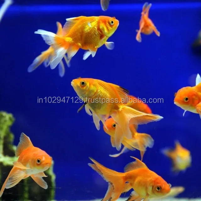  The Ultimate Guide to Choosing the Best Fish Aquarium Pets for Your Home