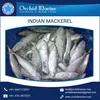 Whole Fresh Canned Mackerel Fish Supply by Reliable Distributor
