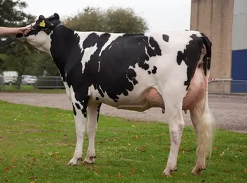 live dairy cows and pregnant holstein heifers cow for sale