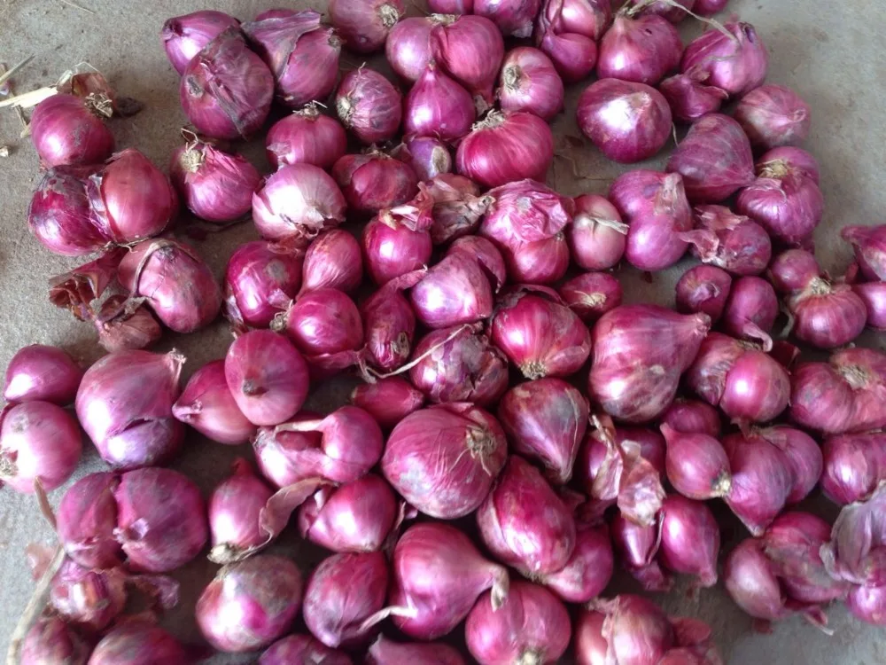 vietnam shallot