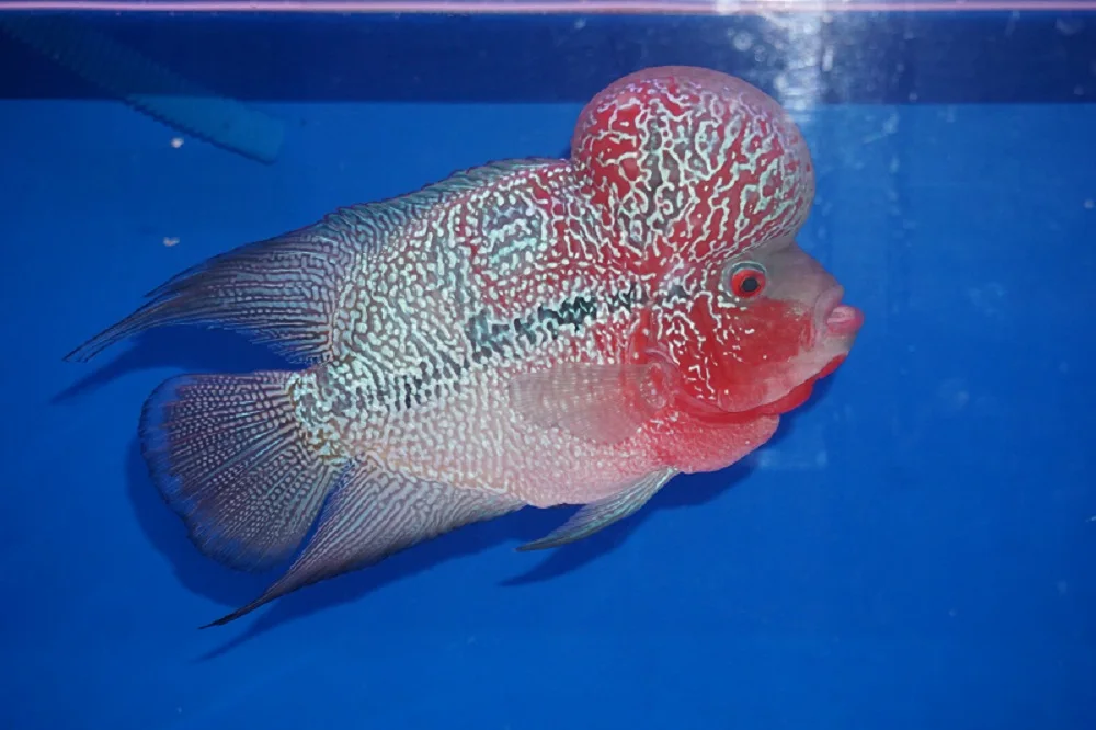 magma flowerhorn cichlid