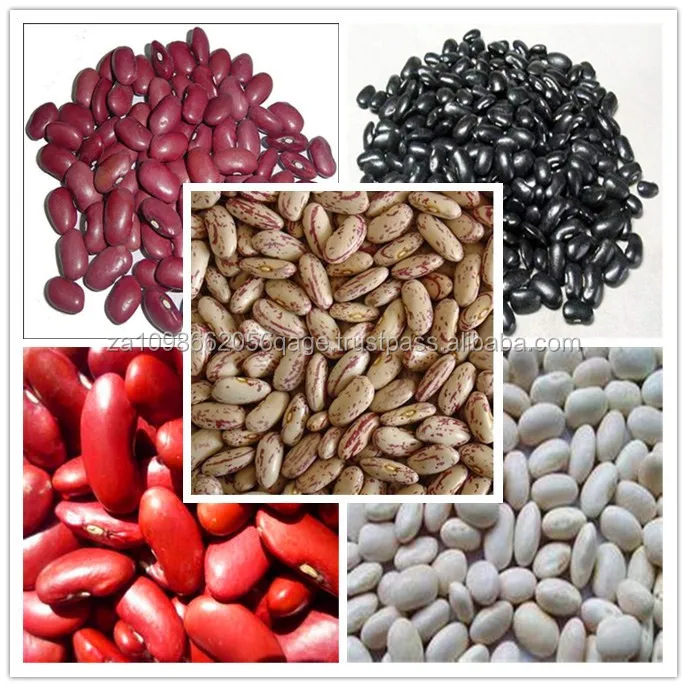 DRIED BEANS | KIDNEY BEANS | SUGAR BEANS
