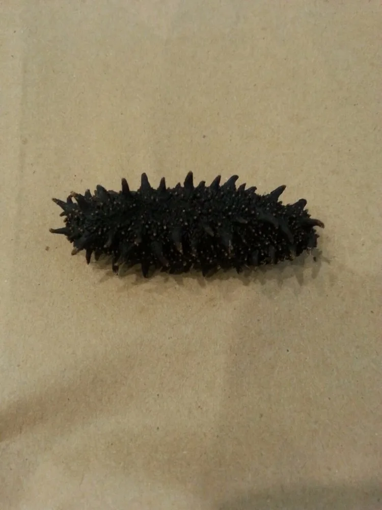 Japanese Sea Cucumber Buy Japanese Sea Cucumber Product on