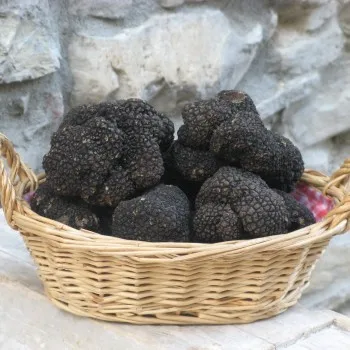 Italian original Black Truffles