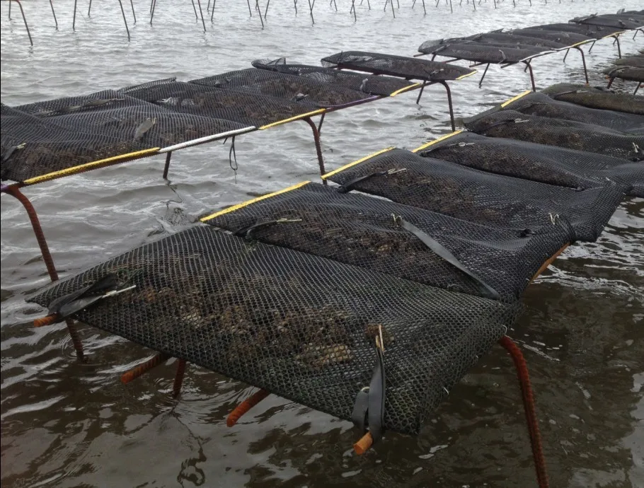 Usa Market Hdpe Uv Stabilized Oyster Mesh Bags For Oyster Farming Used