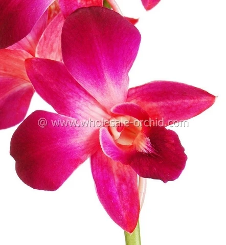 lovely sonia orchid for decor and gifting low moq & new