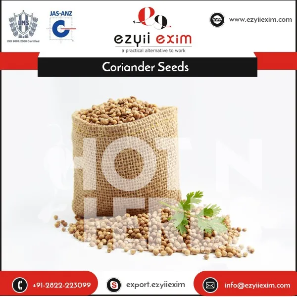 low price best quality coriander seeds for sale