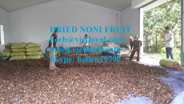 dried noni fruit extract powder