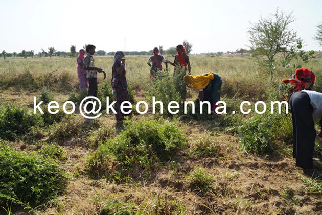 Organic Henna Plants (1)