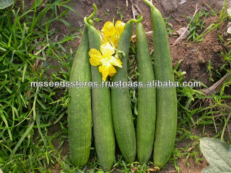 sponge gourd seeds