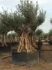 Ancient Olive tree - Olea Europaea