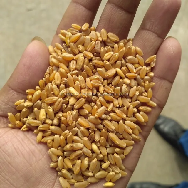 hard durum wheat