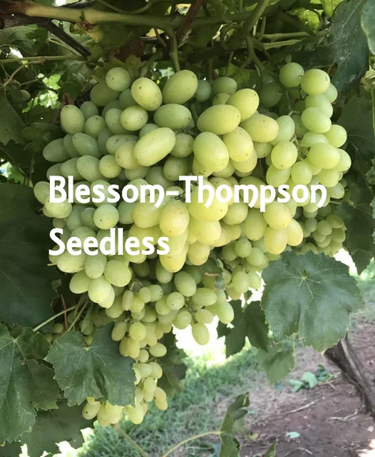 australia green seedless grape white grape thompson grape