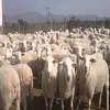 /product-detail/100-vet-alive-sheep-alive-lamb-live-cattle-live--50038189143.html