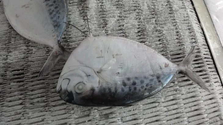 moonfish fish