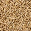ukraine feed barley