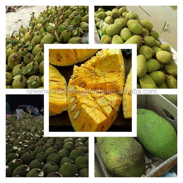 frozen jackfruit _best price _high quality from vietnam