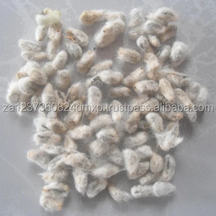 Quality Grade A Cotton Seeds
