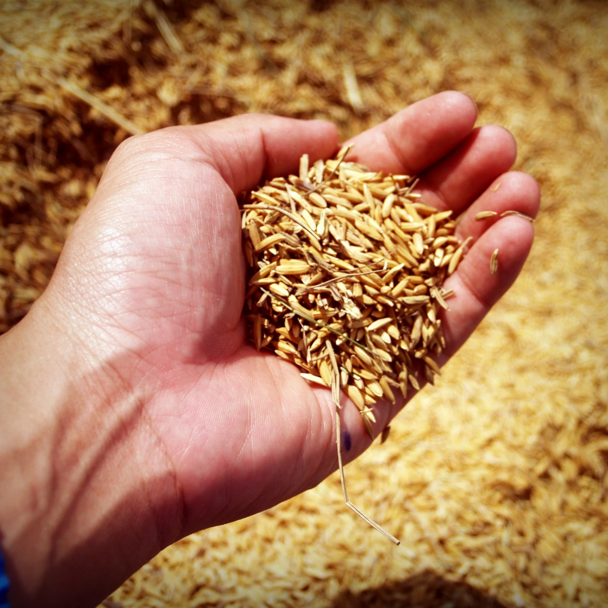 De alta calidad de grano de trigo (varios tipos; rojo duro invierno duro suave blanco, etc.)