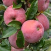 fresh apples of moldova/best quality