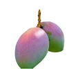 Quality Fresh Kent Big Mango Wholesale FromTop Suppliers