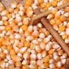 Quality Yellow Corn for Sale, Yellow Maize Fish Meal/Meat & Bone Meal/Corn Meal