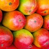 /product-detail/fresh-mangos-wholesale-62002592244.html